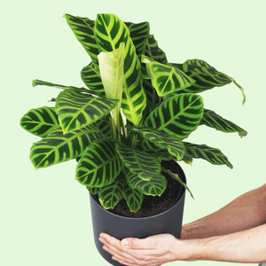 Zebra Calathea