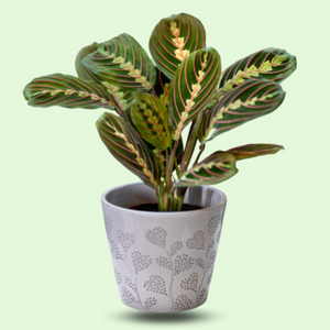 Types of Calathea : Zebra Calathea, Rattlesnake and 18 More Species | Types