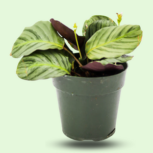 Calathea fucata