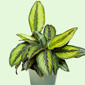 Calathea Beauty Star