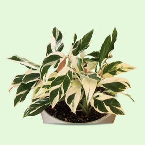 Calathea Fusion White