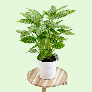 Calathea Bachemiana or Lance-Shaped Plant