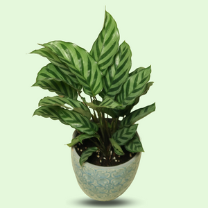 Calathea Freddie