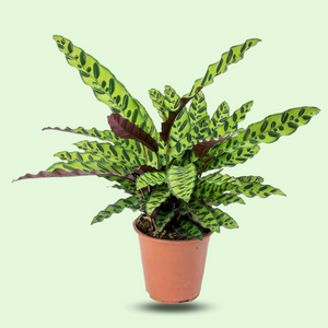 Rattlesnake Plant