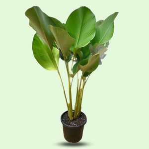 Cigar Plant