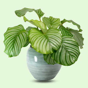 Round-Leaf Calathea