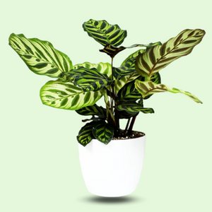 Peacock Calathea