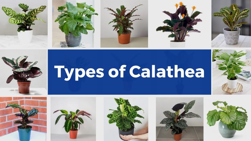 Types of Calathea : Zebra Calathea, Rattlesnake and  18 More Species 