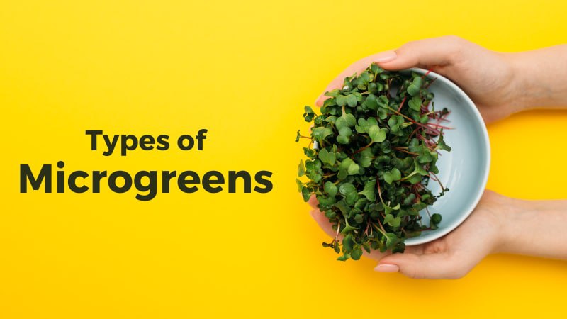 20-types-of-microgreens-basil-broccoli-and-chia-seeds-included